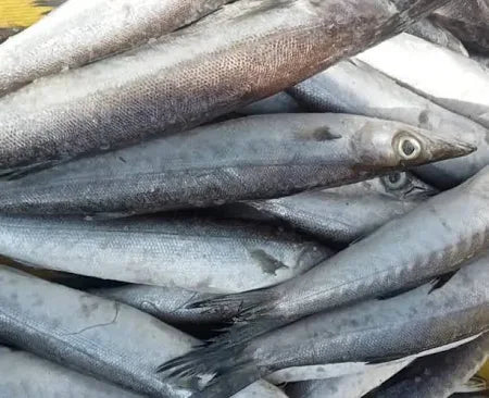 Barracuda Fish(1Kilo)