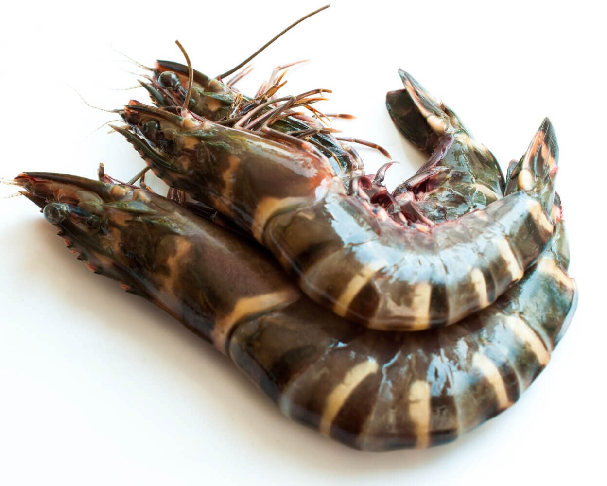 Tiger Prawns (1 Kilo)