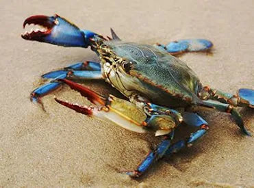 Blue Crab(1Kilo)