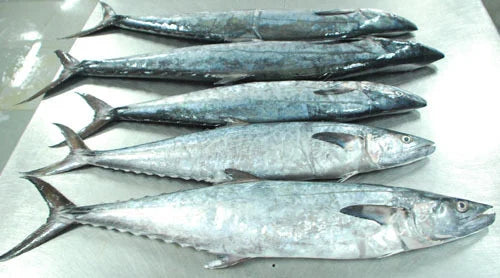 King Fish(1Kilo)