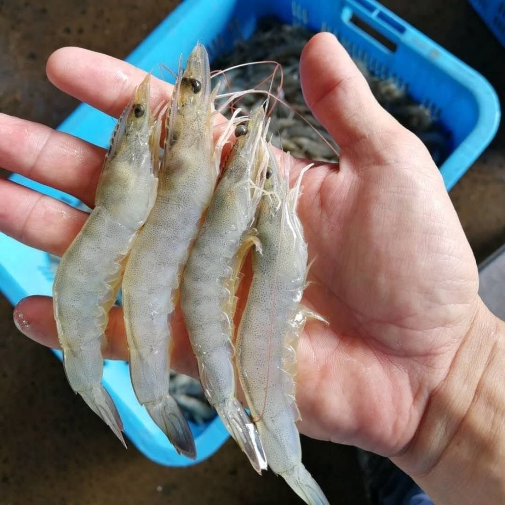 Prawns(Sea) 1Kilo