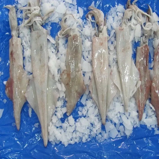 Squid(1 Kilo)
