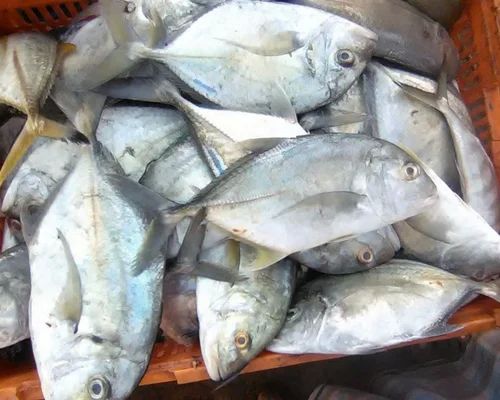 Trevally Fish(1 Kilo)